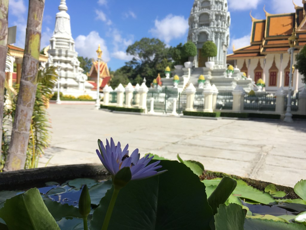 Flor de loto blue lily