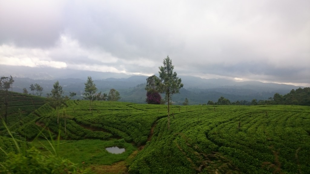 Cultivos de té cerca de Nuwara Eliya