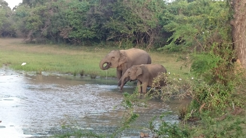 Elefantes en Yala National Park